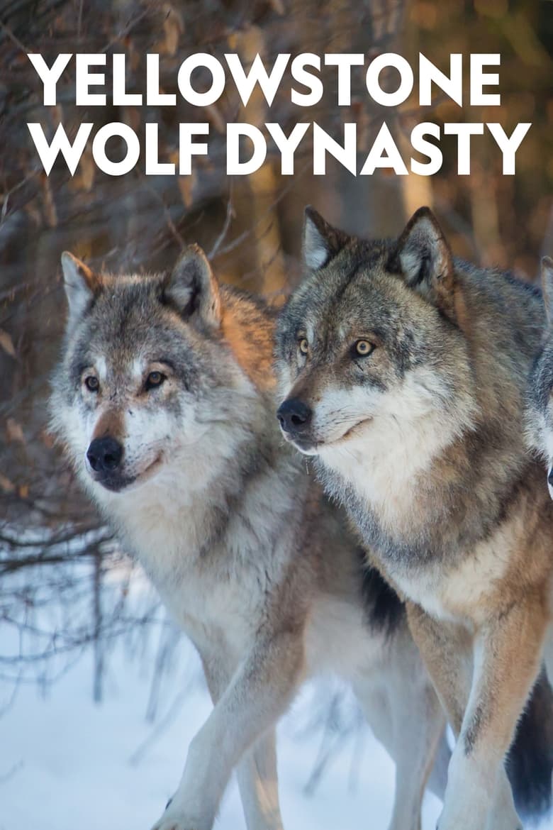 Yellowstone Wolf Dynasty (2018)